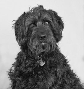 Picture of large black hairy dog.