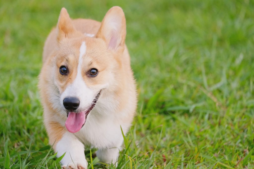 Little Corgi dog