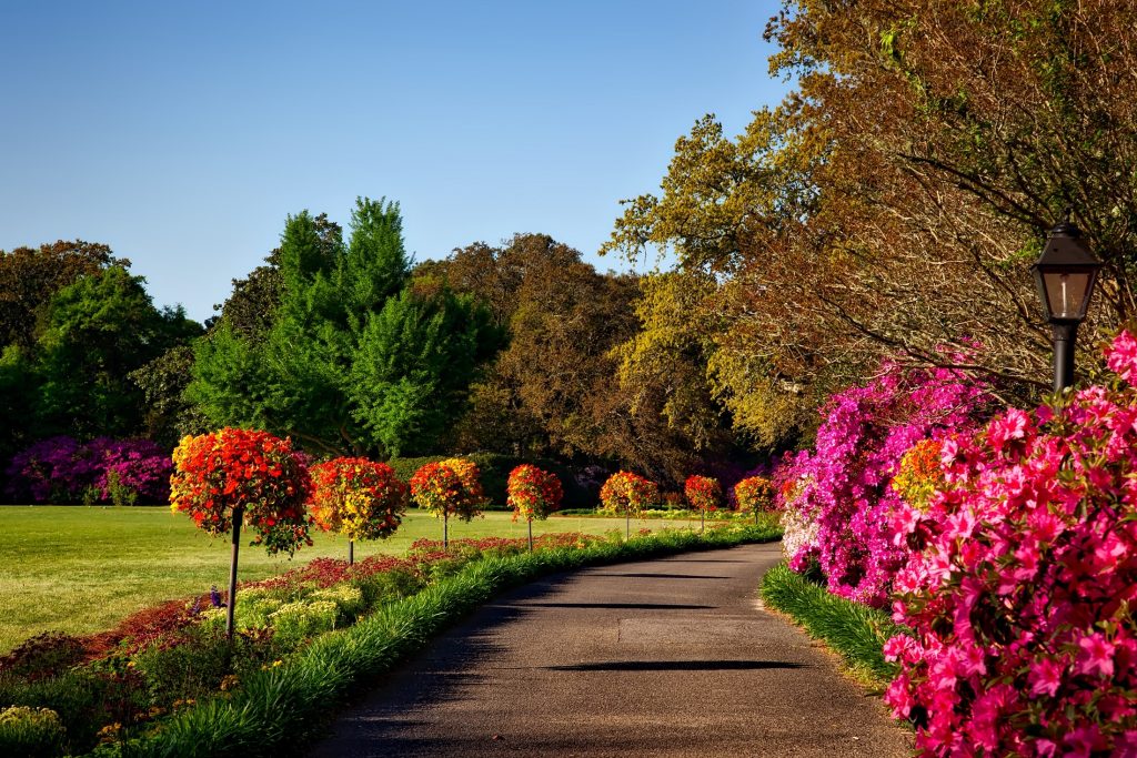 colourful bushes in a garden