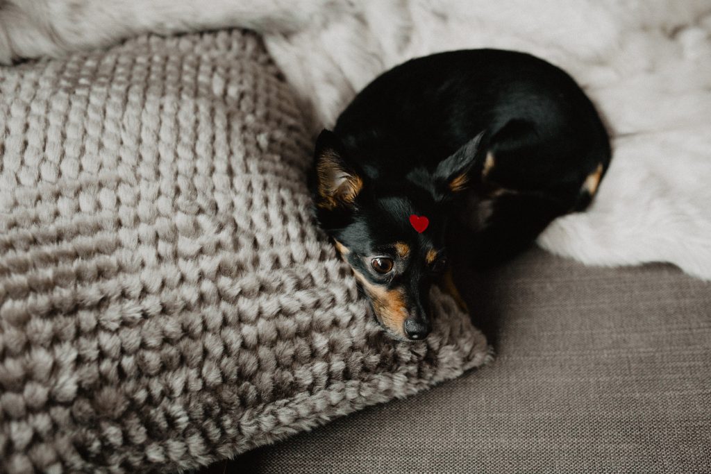 sleeping dog with a heart on his face