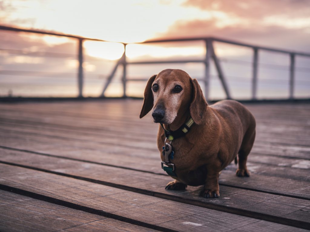 Sausage dog on a boardwalk.