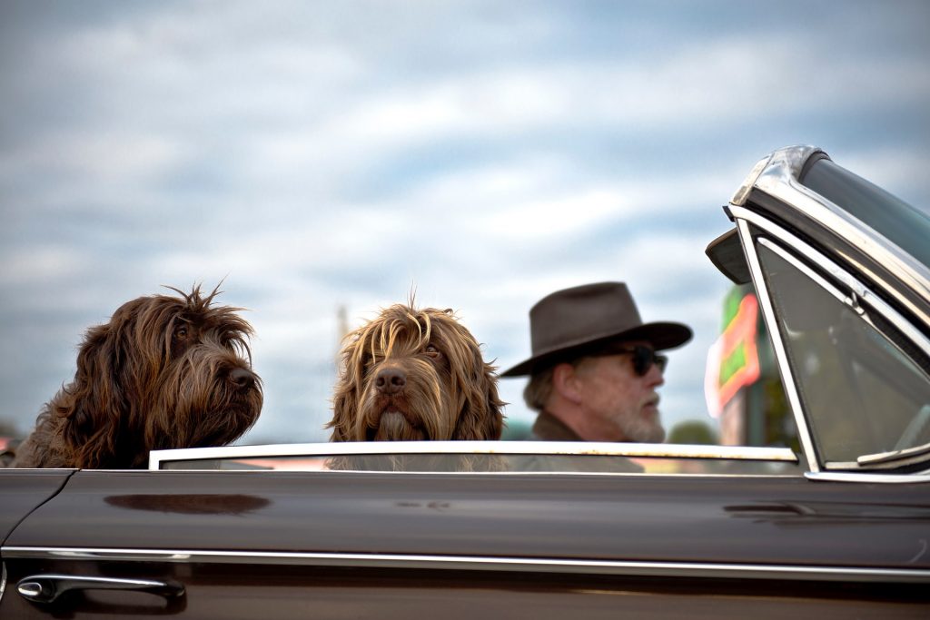 man driving a car with dogs.