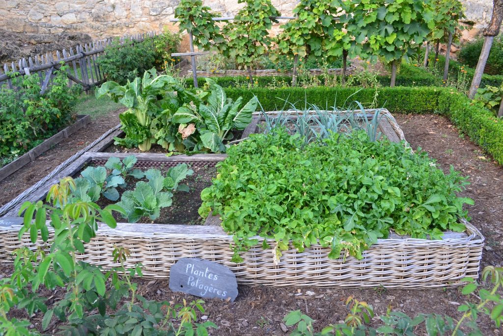 vegetable patch